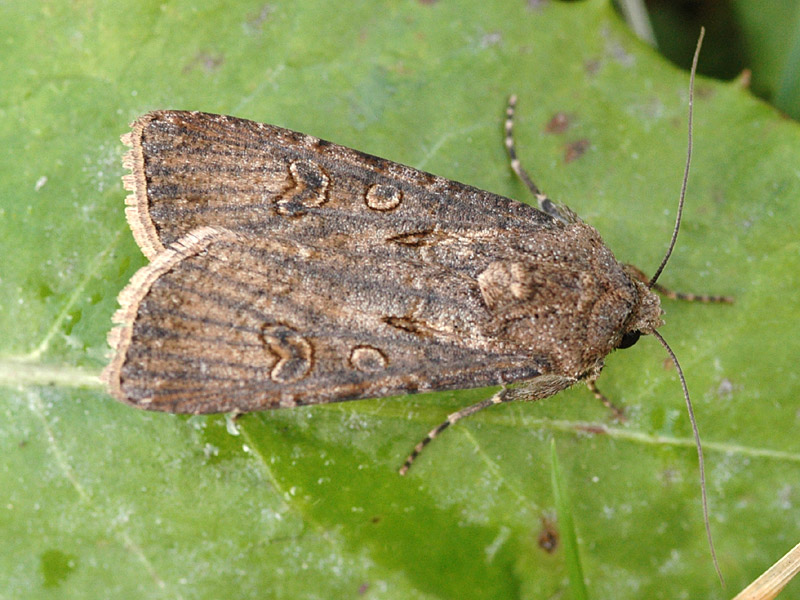 Agrotis segetum