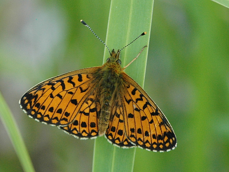 Boloria selene