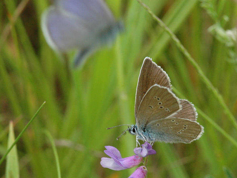 Cyaniris semiargus