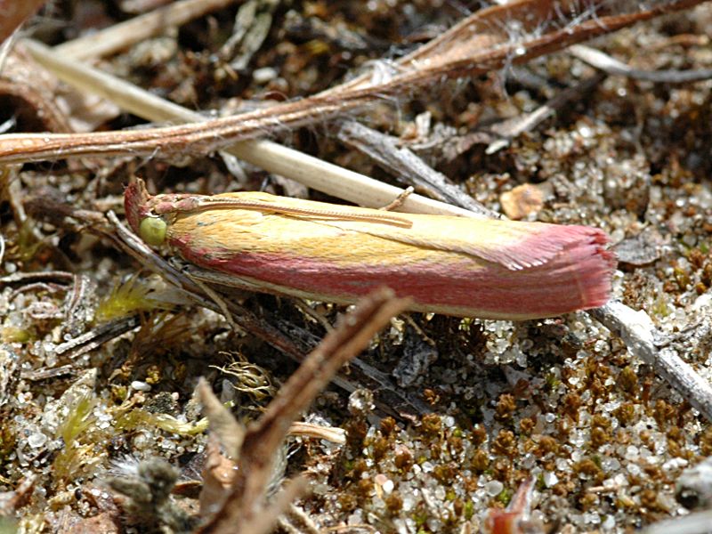 Oncocera semirubella