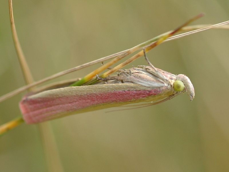 Oncocera semirubella