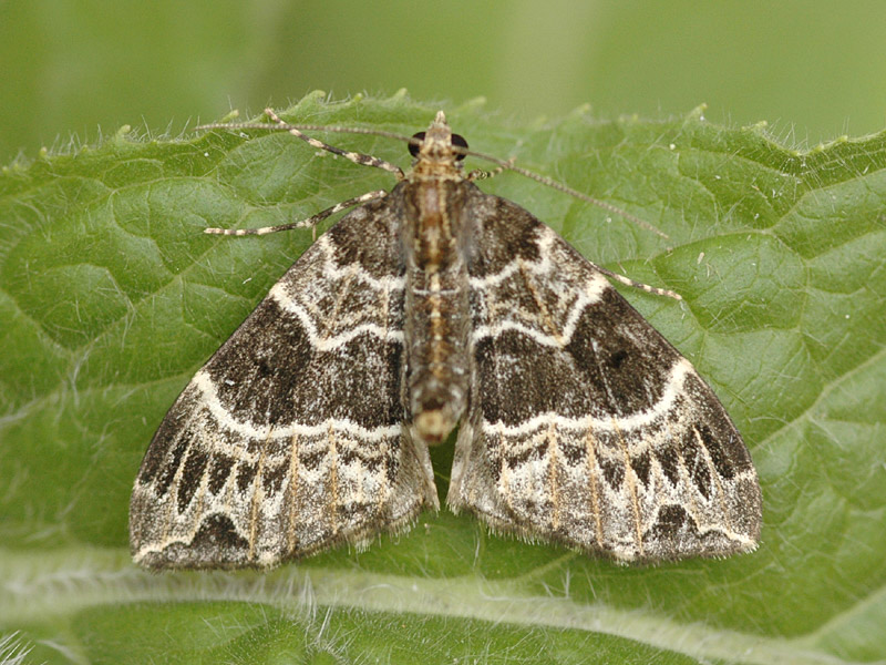 Ecliptopera silaceata