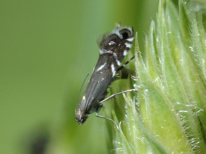 Glyphipterix simpliciella