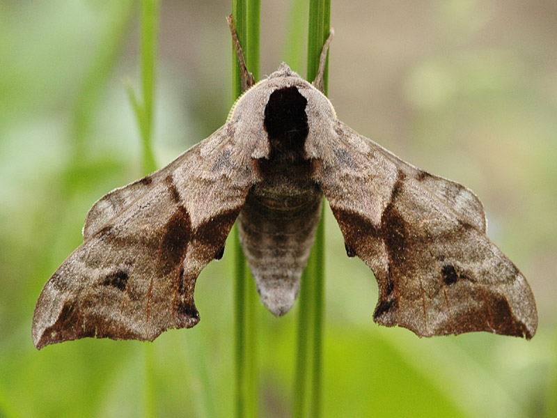 Smerinthus ocellata