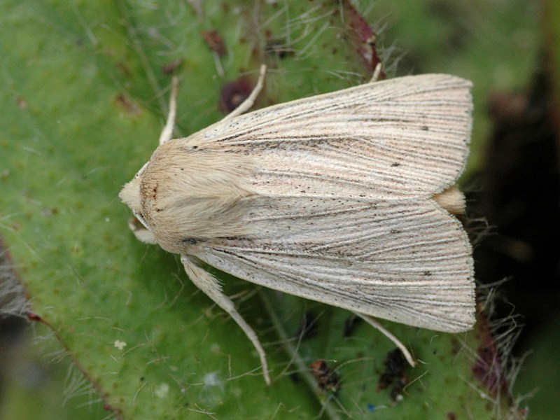 Mythimna straminea