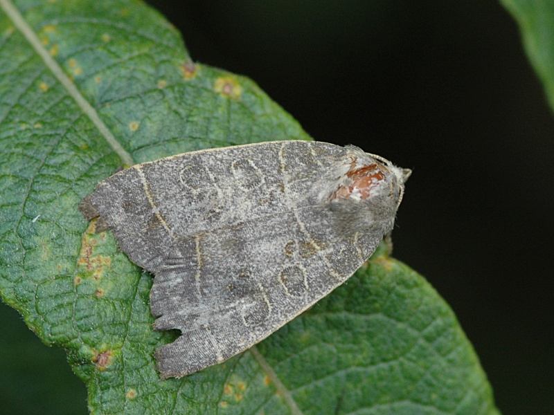 Ipimorpha subtusa