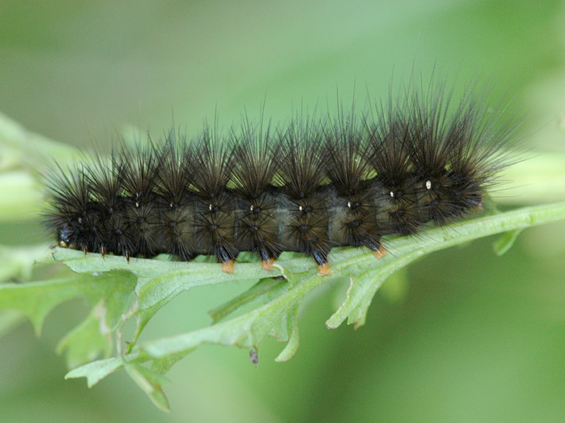 Spilosoma urticae