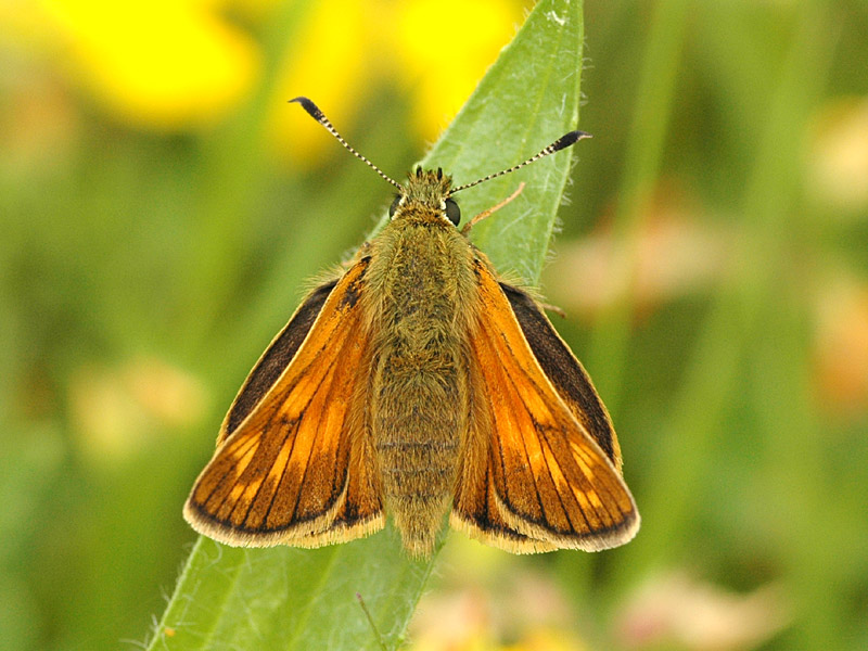 Ochlodes sylvanus