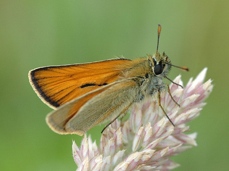 Thymelicus sylvestris