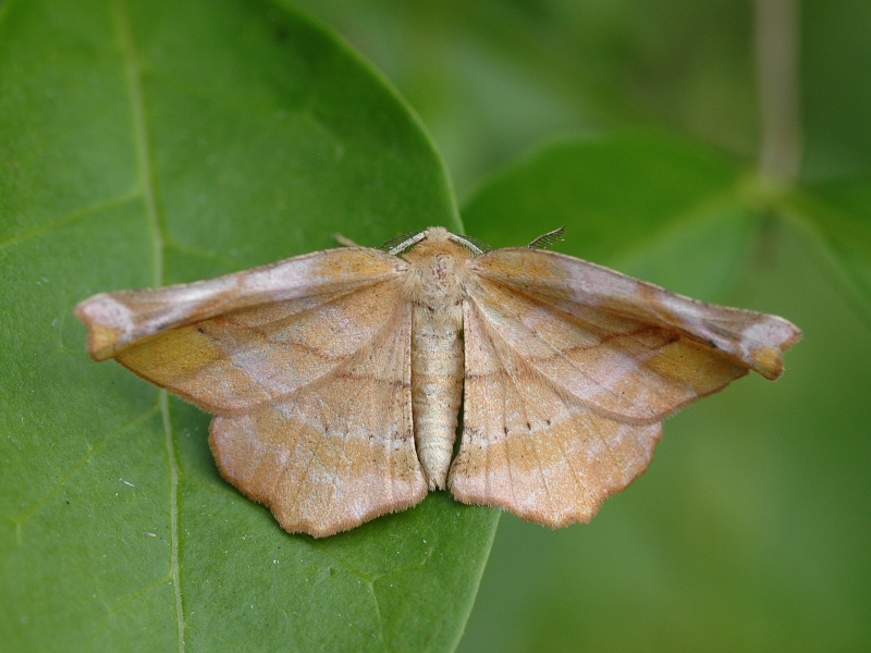 Apeira syringaria