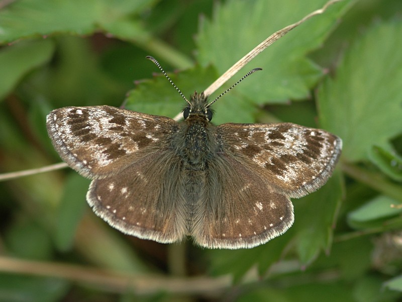 Erynnis tages