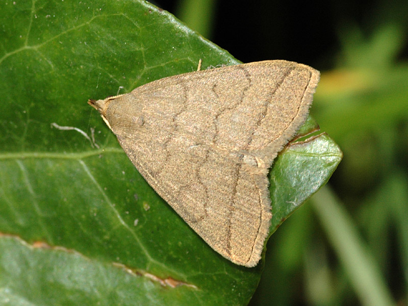 Herminia tarsipennalis