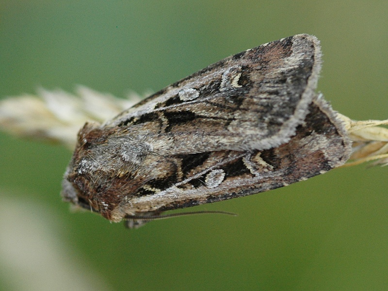 Euxoa tritici