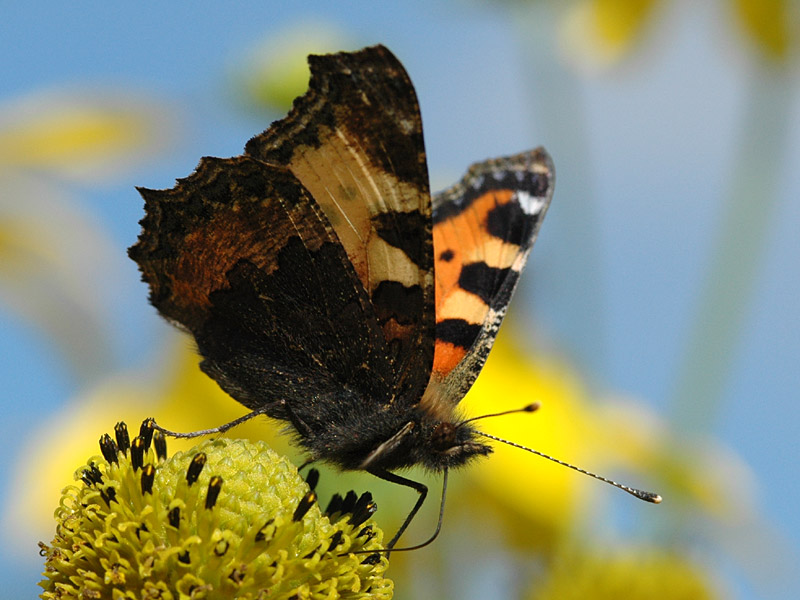 Aglais urticae