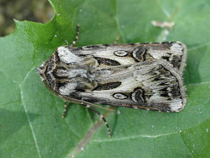 Agrotis vestigialis