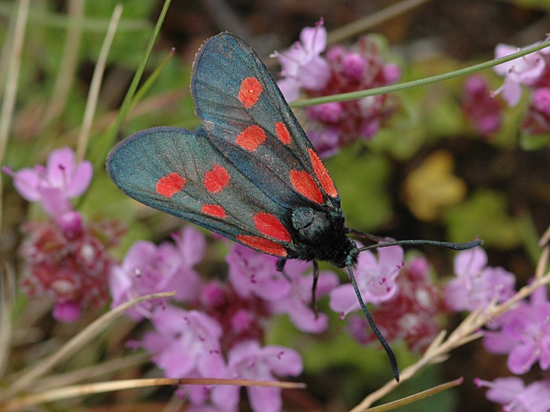 Zygaena viciae