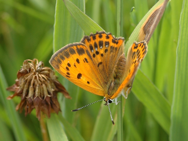 Lycaena virgaureae