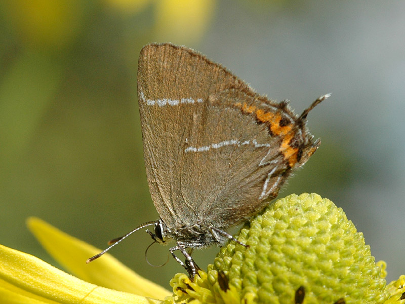 Satyrium w-album