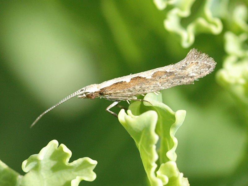 Plutella xylostella