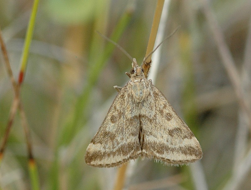 Pyrausta despicata