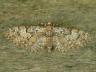 Eupithecia abbreviata