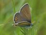 Polyommatus amandus