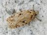 Agonopterix arenella