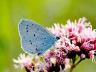 Celastrina argiolus