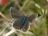 Plebejus argus