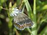 Plebejus argus