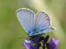 Plebejus argus