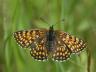 Melitaea athalia