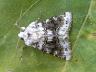 Hecatera bicolorata