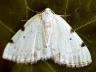 Lomographa bimaculata