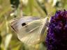 Pieris brassicae