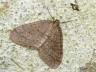 Operophtera brumata
