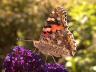 Vanessa cardui