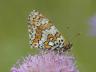 Melitaea cinxia