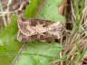Agrotis clavis