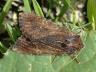 Apamea crenata