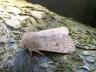 Orthosia cruda