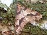 Erannis defoliaria