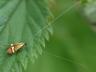 Nemophora degeerella