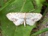 Idaea dimidiata