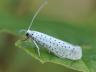 Yponomeuta evonymella