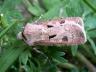 Agrotis exclamationis