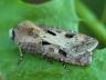 Agrotis exclamationis