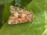 Oligia fasciuncula
