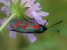 Zygaena filipendulae