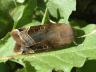 Noctua fimbriata